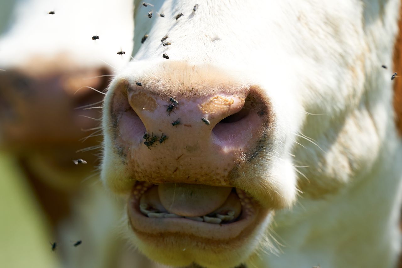 Faune Museau Vache Montbéliarde 02